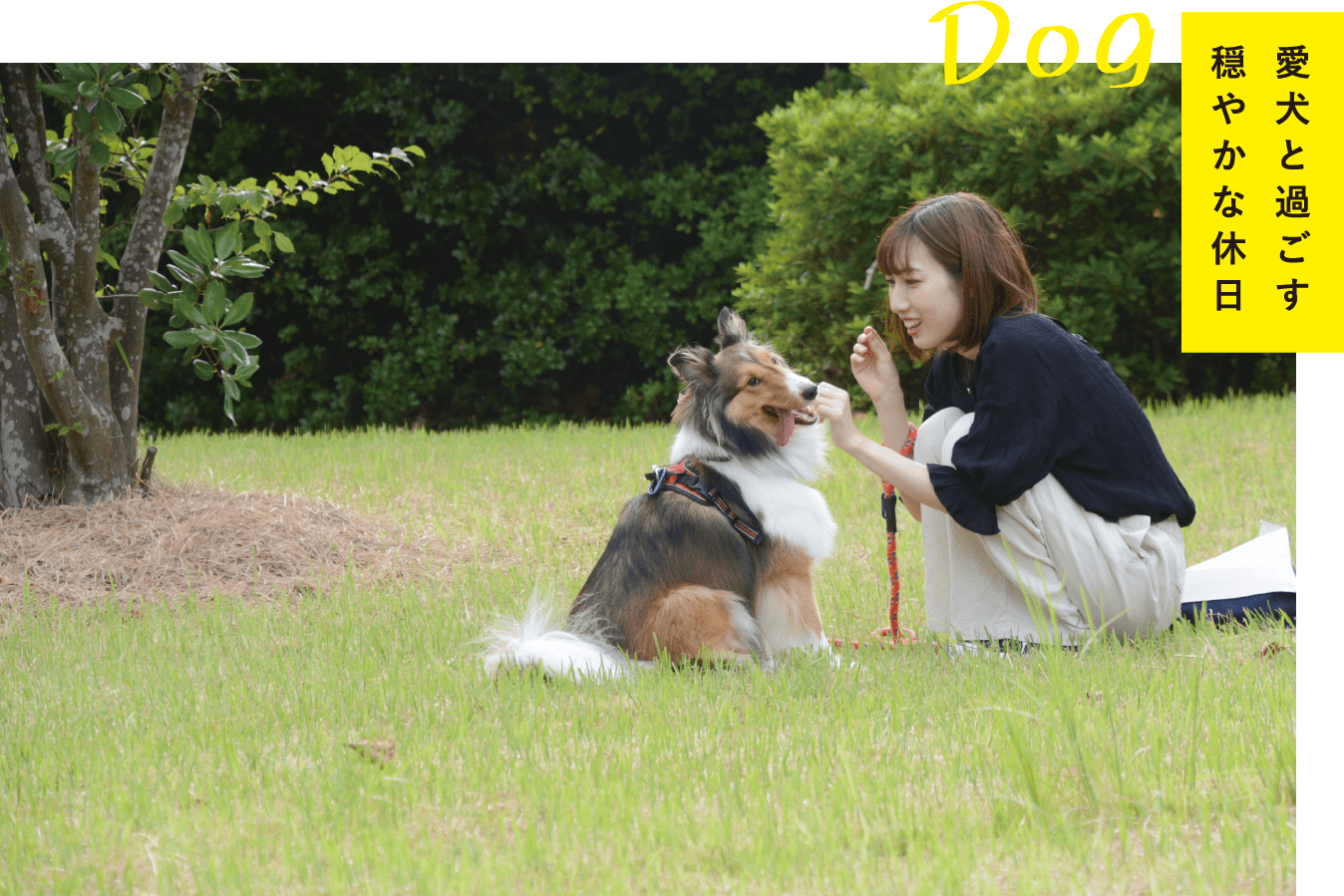 愛犬と過ごす穏やかな休日